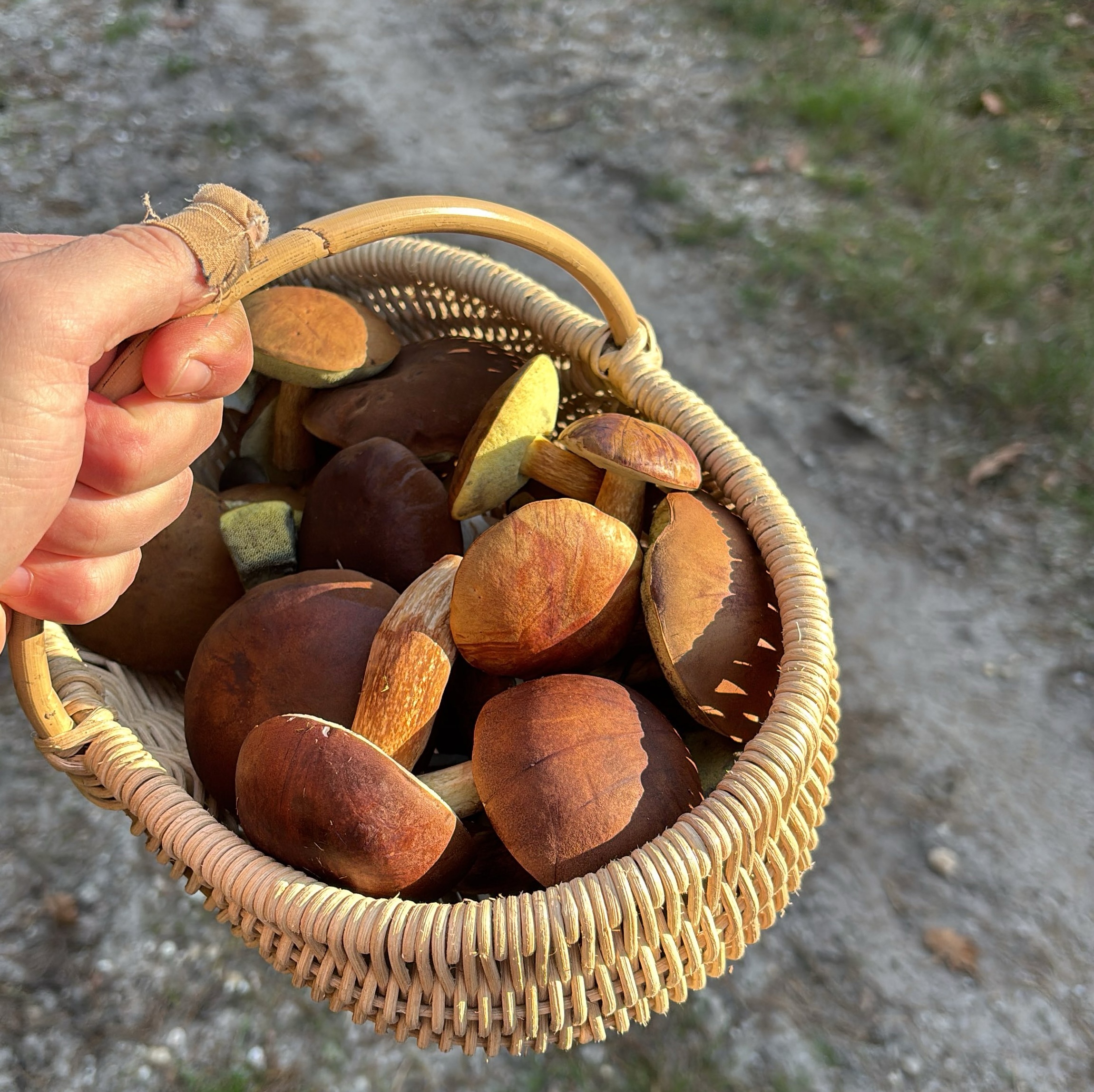 een plukmand gevuld met verse boleten